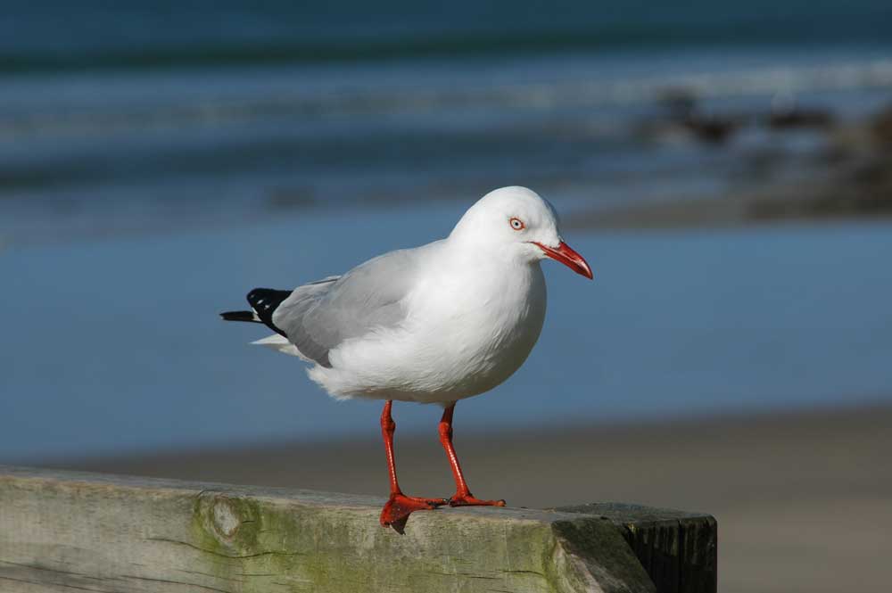 Gaviota - Nueva Zelanda 1.jpg